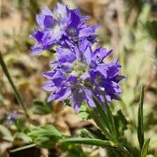 Image result for Veronica teucrium
