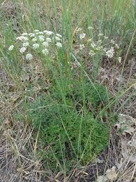 Attēlu rezultāti vaicājumam “Peucedanum oreoselinum flower”