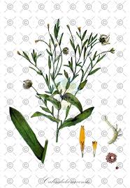 Attēlu rezultāti vaicājumam “Ambrosia artemisiifolia fruit”