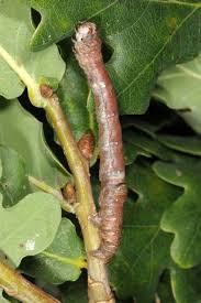 Attēlu rezultāti vaicājumam “Plagodis dolabraria”