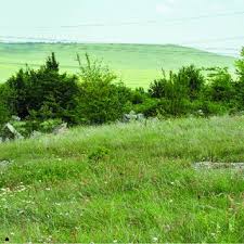 Attēlu rezultāti vaicājumam “Perichaena corticalis spores”