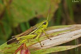 Attēlu rezultāti vaicājumam “Stethophyma grossum”