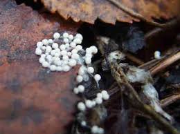 Attēlu rezultāti vaicājumam “Diderma umbilicatum macro”