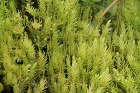 Attēlu rezultāti vaicājumam “Aulacomnium palustre”