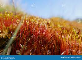 Attēlu rezultāti vaicājumam “Cirriphyllum piliferum sporophyte”