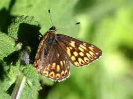 Attēlu rezultāti vaicājumam “Hamearis lucina upperside”