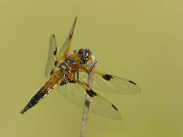 Attēlu rezultāti vaicājumam “Libellula quadrimaculata”