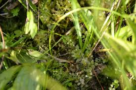 Attēlu rezultāti vaicājumam “Plagiomnium medium”