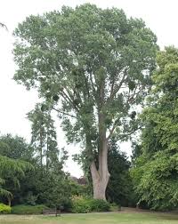 Attēlu rezultāti vaicājumam “Populus x canadensis”