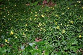 Attēlu rezultāti vaicājumam “Melampyrum pratense leaf”