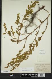 Attēlu rezultāti vaicājumam “Fallopia dumetorum”