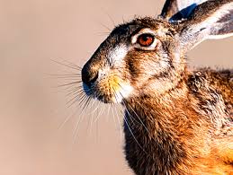 Attēlu rezultāti vaicājumam “Lepus europaeus adult”