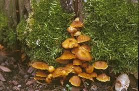 Attēlu rezultāti vaicājumam “Xeromphalina campanella”