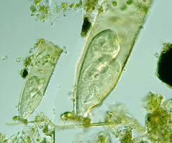 Attēlu rezultāti vaicājumam “Cetrelia sp.”