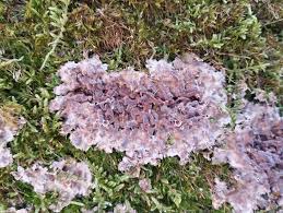 Attēlu rezultāti vaicājumam “Cylindrobasidium evolvens”