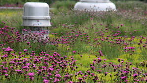 Image result for Dianthus carthusianorum