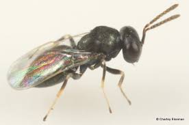 Attēlu rezultāti vaicājumam “Torymidae”