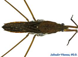 Attēlu rezultāti vaicājumam “Gerridae imago”