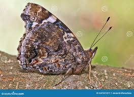 Attēlu rezultāti vaicājumam “Vanessa atalanta underside”