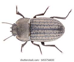 Attēlu rezultāti vaicājumam “Opatrum sabulosum”