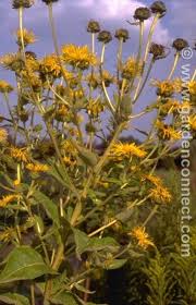 Attēlu rezultāti vaicājumam “Telekia speciosa flower”