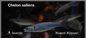 Image result for Chelon saliens