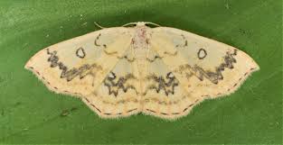 Attēlu rezultāti vaicājumam “Cyclophora annularia”