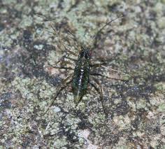 Attēlu rezultāti vaicājumam “Drepanosiphum platanoidis”