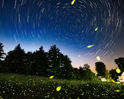 Image result for Fareham Fireflys Yc