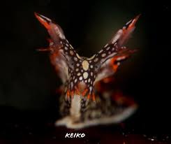 ผลการค้นหารูปภาพสำหรับ Bornella Anguilla