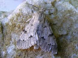 Attēlu rezultāti vaicājumam “Acronicta leporina”