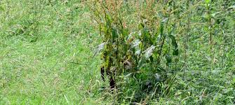 Attēlu rezultāti vaicājumam “Rumex obtusifolius”