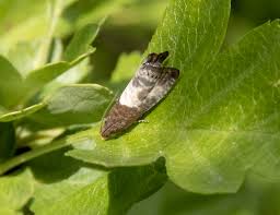 Attēlu rezultāti vaicājumam “Notocelia cynosbatella”