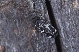 Attēlu rezultāti vaicājumam “Megatoma undata”