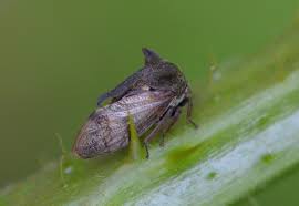 Attēlu rezultāti vaicājumam “Centrotus cornutus”