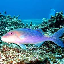 Image result for Parupeneus cyclostomus