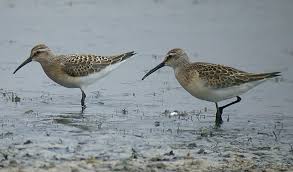 Attēlu rezultāti vaicājumam “Calidris ferruginea”