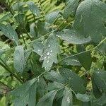 Attēlu rezultāti vaicājumam “Thalictrum flavum fruit”