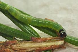 Attēlu rezultāti vaicājumam “Dichelia histrionana”