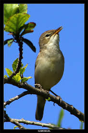 Image result for Hippolais pallida