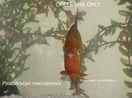 Attēlu rezultāti vaicājumam “Priobium carpini”