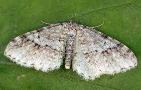 Attēlu rezultāti vaicājumam “Venusia blomeri”