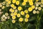 File:<b>Tanacetum</b> vulgare 2622.