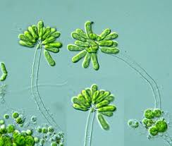 Attēlu rezultāti vaicājumam “Ophiotheca sp.”