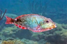 Image result for Sparisoma aurofrenatum