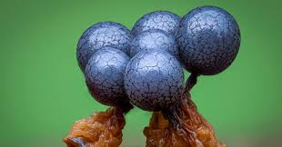 Attēlu rezultāti vaicājumam “Cribraria argillacea macro”