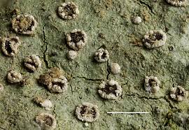 Attēlu rezultāti vaicājumam “Trapelia coarctata”