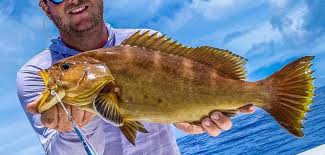 Image result for Mycteroperca interstitialis