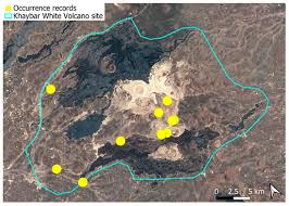 Attēlu rezultāti vaicājumam “Aloina rigida sporophyte”