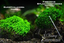 Attēlu rezultāti vaicājumam “Fissidens arnoldii sporophyte”